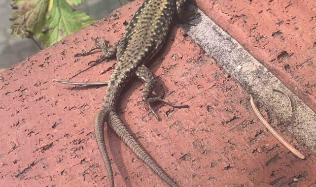 Çift kuyruklu kertenkele