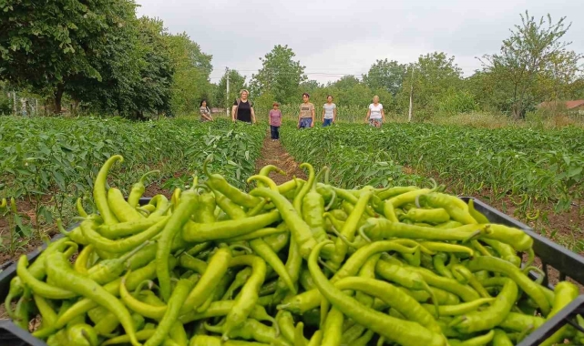 Çiftçiliğe kadın imzası