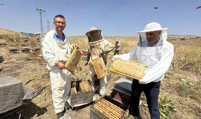 Cilo Dağı'nın eteklerinde bal bereketi: Kovan kovan bal sağımı başladı