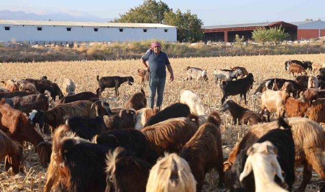 Çobanların kavurucu sıcakta zorlu mesaisi, yüksek maaş talebi çoban bulmayı zorluyor