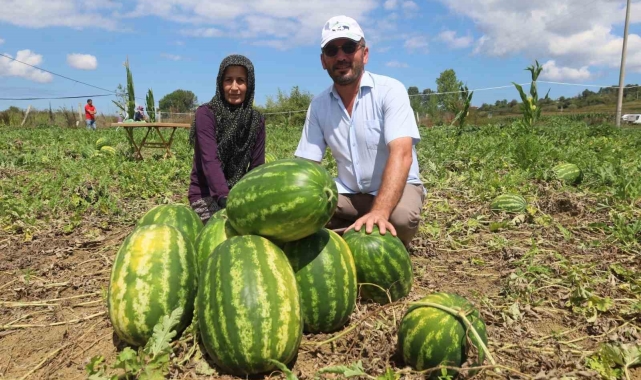 Coğrafi işaretli Kandıra karpuzunda hasat zamanı