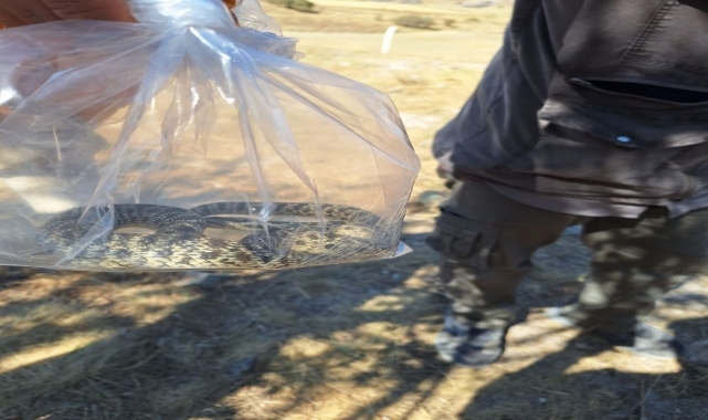 Çorum'da arkeolojik kazı alanındaki küpün içine giren yılanı itfaiye ekipleri çıkardı