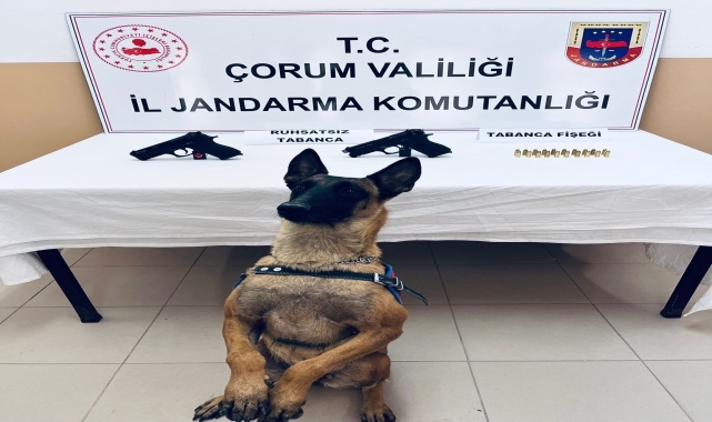 Çorum'da bomba arama köpeği Arşiv, araçta 2 ruhsatsız silah buldu