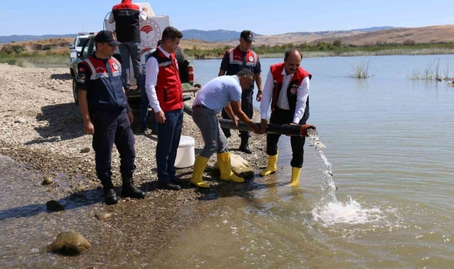 Çorum'da baraj ve sulama göletlerine 1 milyon 215 bin yavru balık salındı