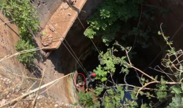 Demre'de 10 metrelik kuyuya düşen köpek, itfaiye operasyonuyla kurtarıldı