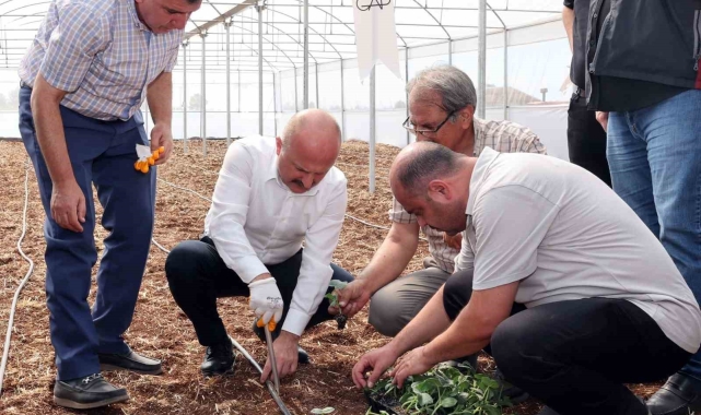 Devlet desteği ile kurulan seralar çiftçilere ciddi ekonomik katkı sağlayacak