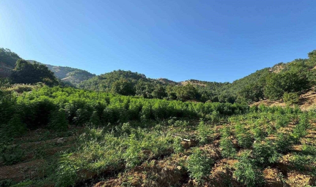 Diyarbakır'da 1 milyon 825 bin kök kenevir ve skunk bitkisi ele geçirildi