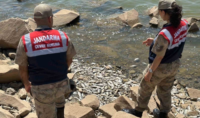Diyarbakır'da baraj kıyısında çok sayıda ölü 'Asya Sazanı' bulundu