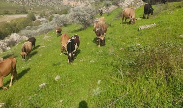 Diyarbakır'da hayvancılıkla uğraşan ailenin 5 ineği çalındı