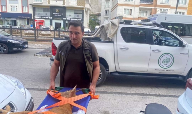 Doğa koruma ekiplerinden hayat kurtaran müdahale