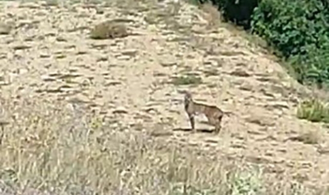 Doğanın özel avcısı 'Vaşak' Tunceli'de görüntülendi