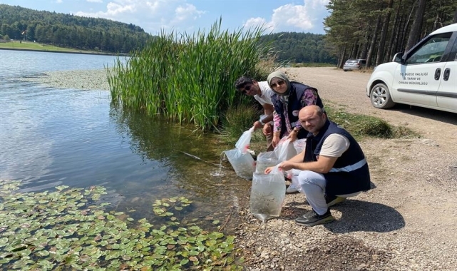 Düzce'de göl ve göletlere 35 bin sazan yavrusu bırakıldı