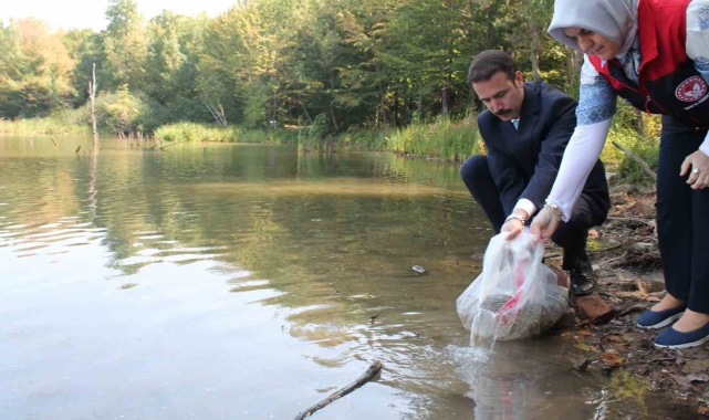 Düzce'de göl ve göletlere 35 bin sazan bırakıldı