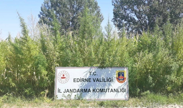 Edirne'de tarlada 159 bin kök kenevir ele geçirildi