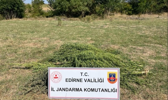 Edirne'de uyuşturucu operasyonu: 300 kök kenevir imha edildi