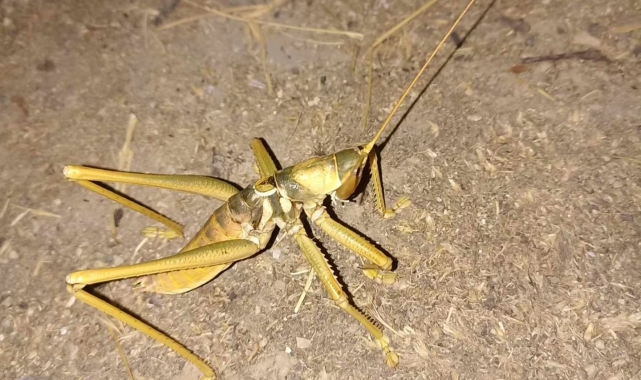 Elazığ'da 20 santim büyüklüğünde 'Çağaboğan' çekirgesi görüntülendi