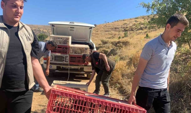 Elazığ'da doğaya keklik salımı gerçekleştirildi, alan 3 yıl boyunca ava kapatıldı