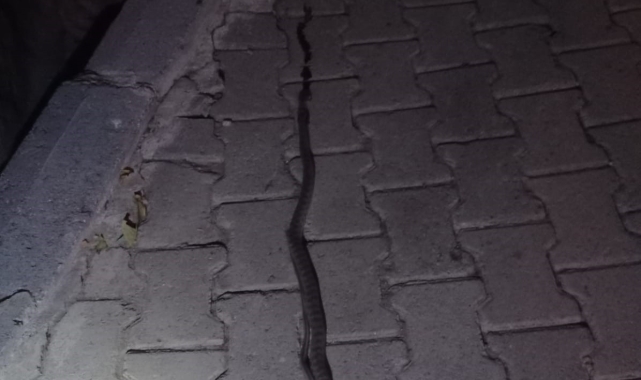 Elazığ'da lavaboya giren 2 metrelik yılan korkuttu