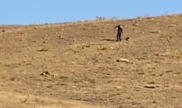 Elazığ'da toplanan sokak köpekleri Hayvan Bakımevi ve Rehabilitasyon Merkezi'nde kontrol altına alınıyor
