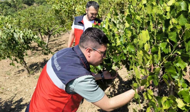 Emet'te üreticiler Antep fıstığı ve üzüm hastalık ve zararlıları konusunda bilgilendirildi