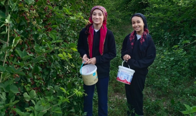 Erzincan'da böğürtlen hasadı başladı