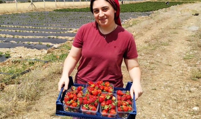 Erzincan'da ikinci çilek hasadı başladı