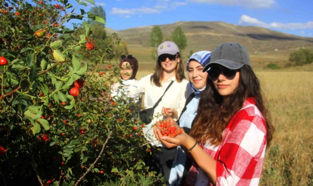 Erzincan'da kuşburnu, zorlu arazilerde toplanmaya başlandı