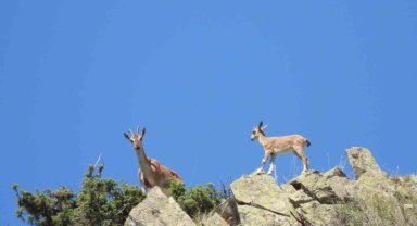 Erzurum'da yaban keçileri tek tek sayılıyor
