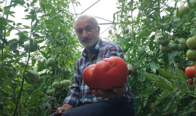 Erzurum'un dev domatesleri