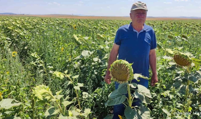 Eskişehir'de devlet destekli ayçiçeği üretiminden çok yüksek verim bekleniyor