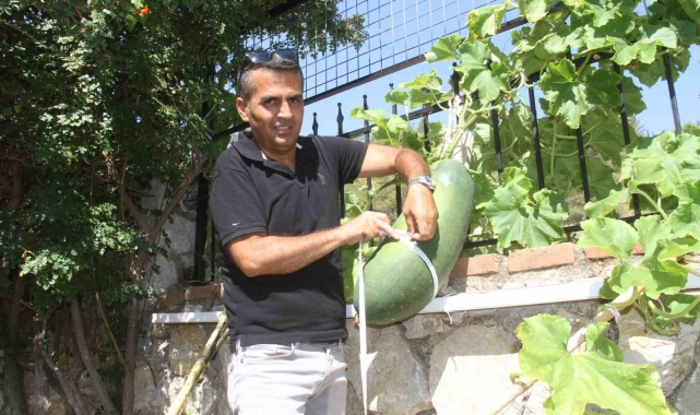 Fethiye Huzurevi'nde dev salatalık yetiştirdi