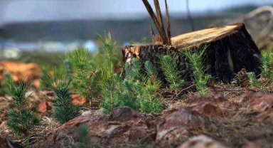 Fidanlar geleceğe nefes olacak