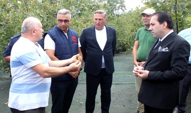 Fındık üreticileri "hasat filesi" ile maliyeti azaltıyor