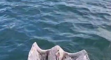 Gagasına misina dolanan martıyı yelken kulübü yöneticileri kurtardı