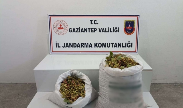 Gaziantep'te 515 kilo Antep fıstığı çalan 2 şüpheli suçüstü yakalandı