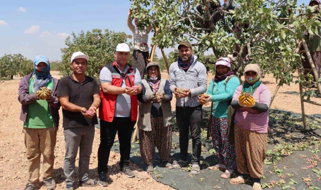 Gaziantep'te baklavalık boz Antep fıstığı hasadı başladı