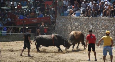 Germencik'te boğalar SMA'lı Linda bebek için güreşti