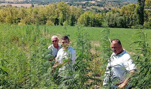 GERZE’DE KENEVİR TARLALARI DENETLENDİ!