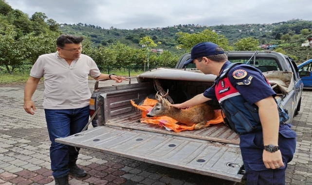 Giresun'da yaralı karaca koruma altına alındı