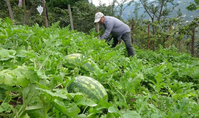 Giresun'da fındık üreticisi Adana karpuzu yetiştiriciliğine başladı