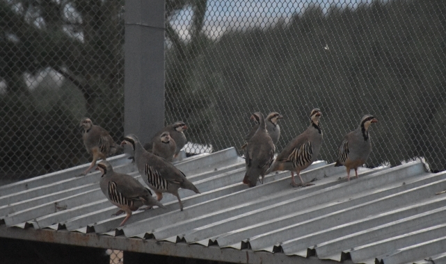 Gümüşhane'de üretilen keklikler Türkiye'nin dört bir yanında doğaya salınıyor