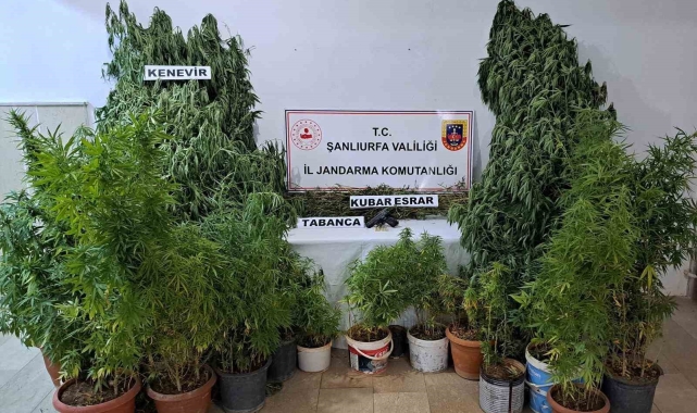 Halfeti'de 262 kök kenevir bitkisi ele geçirildi