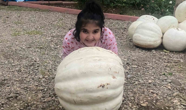 Hobi olarak evinin bahçesine kabak ekti, 500 kilo hasat yaptı