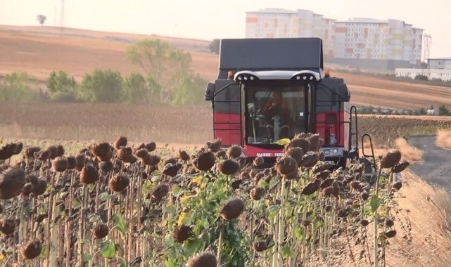 İHA ve SİHA'dan sonra ayçiçeğinde de yerli başarı: Trakya'nın tohumu tüm Türkiye'yi besleyecek