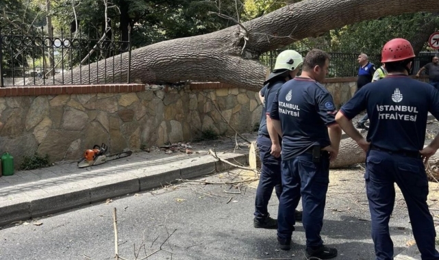 İstanbul Sarıyer'de çürüyen ağaç yola devrildi