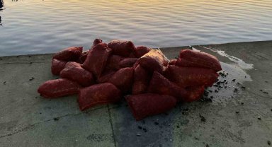 İstanbul Üsküdar'da 1 ton kaçak midye ele geçirildi