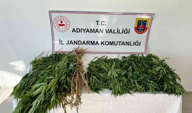 Jandarma ekipleri 102 kök kenevir bitkisi ele geçirdi
