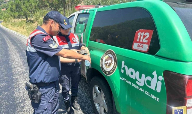 Jandarma sıcaktan etkilenen kaplumbağaya su içirdi