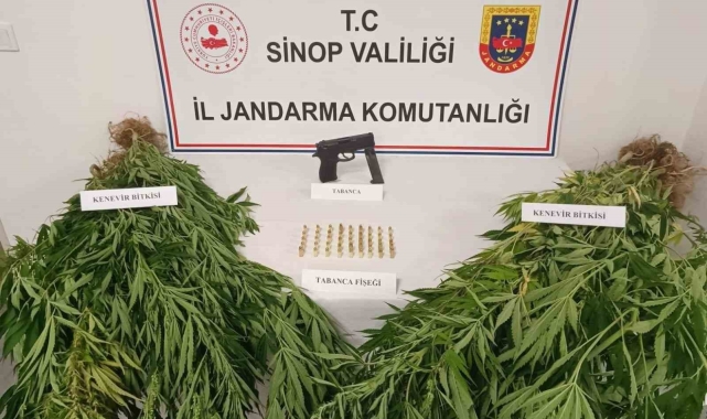 Jandarmadan kenevir operasyonu