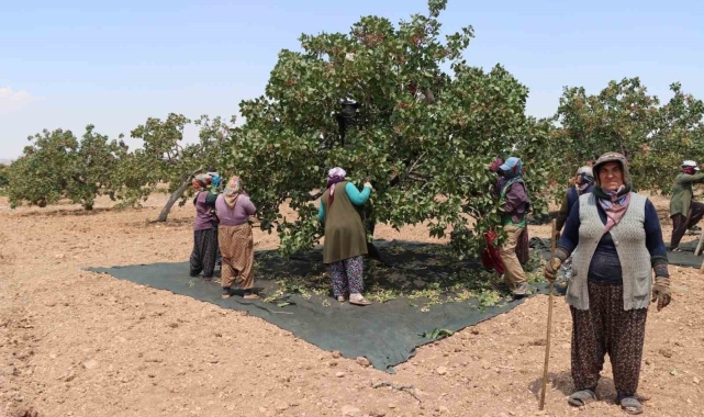 Kadınların 40 derece sıcakta zorlu Antep fıstığı mesaisi